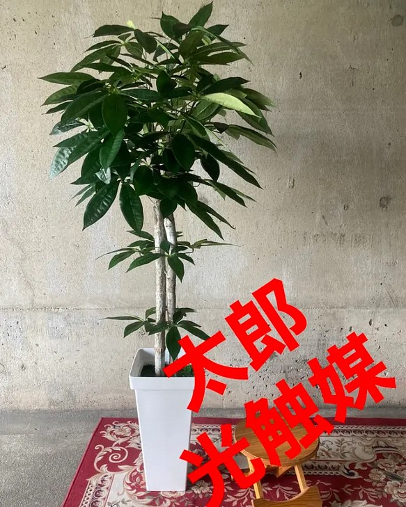 日本ショップ 光触媒 人工観葉植物 ウォールグリーン フェイクグリーン
