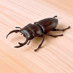昆虫シリーズ「オオクワガタ」のオブジェ　黒檀　彫刻アート・木工　受注生産商品　　（送料　応相談） 1枚目の画像