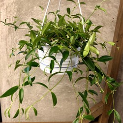 観葉植物　コドナンテ　クラシフォリア 1枚目の画像