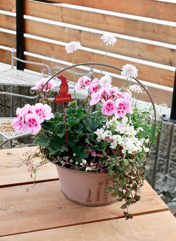 ピンクな寄せ植え♪母の日ギフトにも 植物 | kyokuyo-eu.com