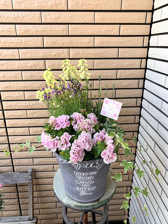23333.1円 丸いセメント鉢に♪ピンクな寄せ植え フラワー/ガーデン