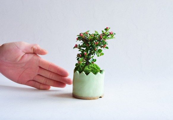 ❁︎実に変化中❁︎まるさん  ベニシタン　ミニ盆栽　自作鉢 1枚目の画像