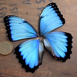 モルフォ蝶の羽　現物（A1） 1枚目の画像