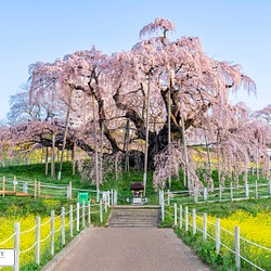 【送料無料】A4～A0版アート絶景写真「福島県 - 満開の三春滝桜」 1枚目の画像