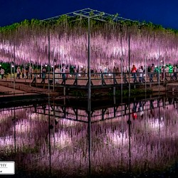 【送料無料】A4～A0版アート絶景写真「栃木県 - あしかがフラワーパークのフジ」 1枚目の画像