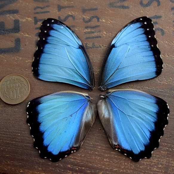 モルフォ蝶の羽　現物（A6） 1枚目の画像