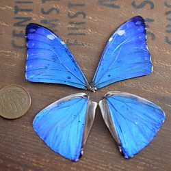 モルフォ蝶の羽　現物（B4） 1枚目の画像