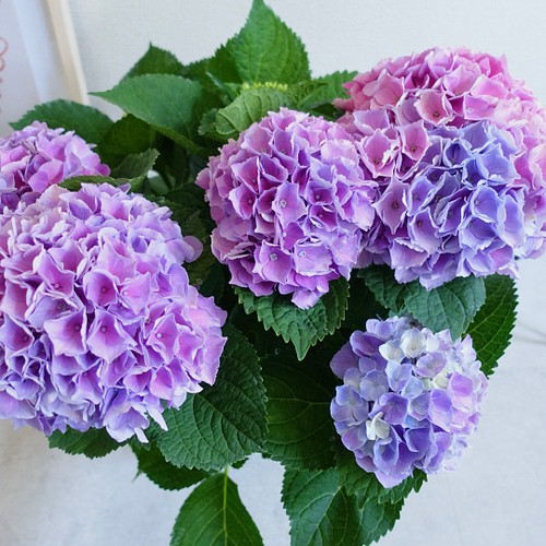 紫陽花3色、花材セット　アジサイ 紫陽花 マーメイドカラー