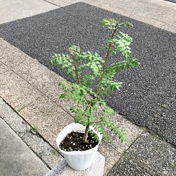 最終再販！！ 大株！ 幹太め♡ 葉山椒 サンショウ 4号ポット苗 その他