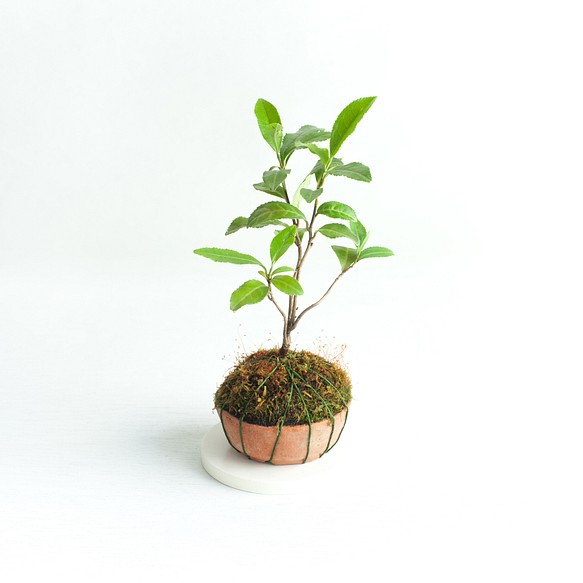 ミニ盆栽 茶の木 (チャノキ) 実生苗 1枚目の画像