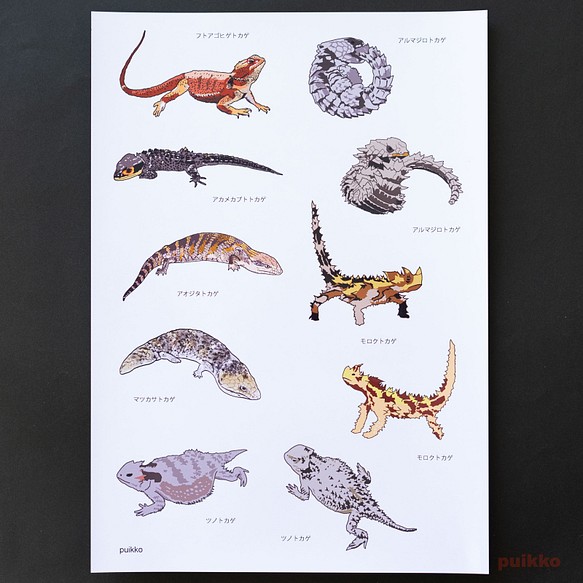 海豹蜥蜴插圖（A4尺寸） 第1張的照片