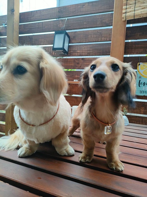 名前入り】丸革紐のドッグチョーカー☆大型犬＆中型犬＆小型犬用