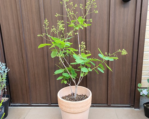 ふわふわ開花が楽しみ♪スモークツリー ピンク テラコッタ鉢植え 煙の