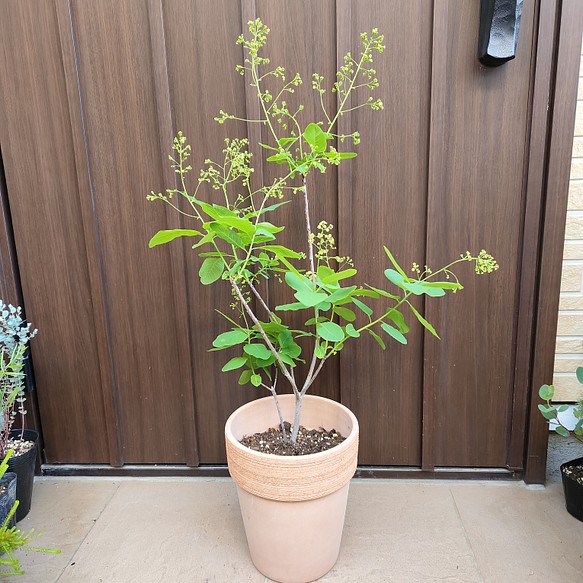 ふわふわ開花が楽しみ♪スモークツリー ピンク テラコッタ鉢植え 煙の