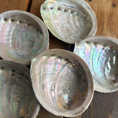 あわびの貝殻　鮑の貝殻　アワビの貝殻　アバロンシェル　研磨済み　約15.5センチ