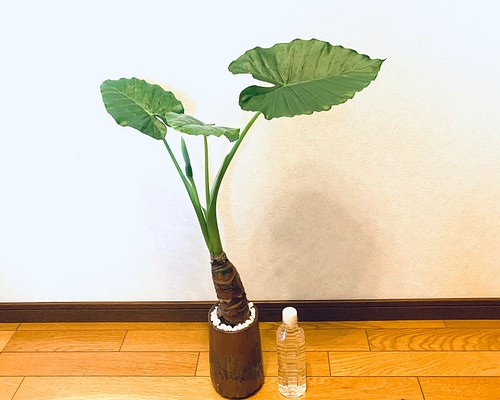 ハイドロカルチャー クワズイモ 花芽付き 特大 小石原焼 陶器 観葉植物