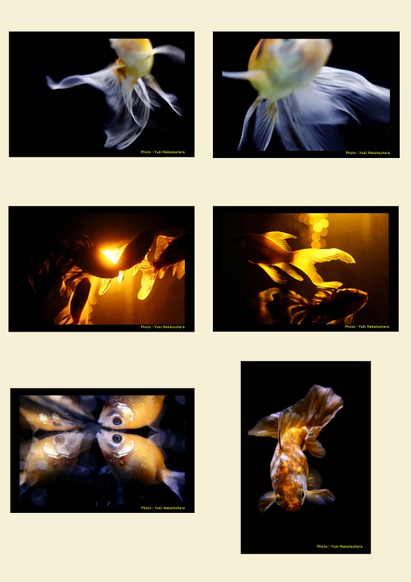 金魚　写真　ポストカード　6枚セット　写真展「Jewelry Fish」より② 1枚目の画像