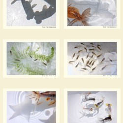 金魚　写真　ポストカード　6枚セット　写真展「夢幻〜Gold Fish〜」より② 1枚目の画像