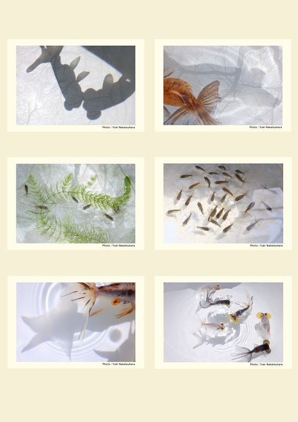 金魚　写真　ポストカード　6枚セット　写真展「夢幻〜Gold Fish〜」より② 1枚目の画像