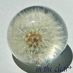 植物標本　たんぽぽ綿毛　レジン　５センチ球体 1枚目の画像