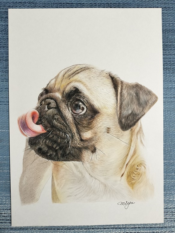 色鉛筆画　犬 No.62 原画手描き 1枚目の画像