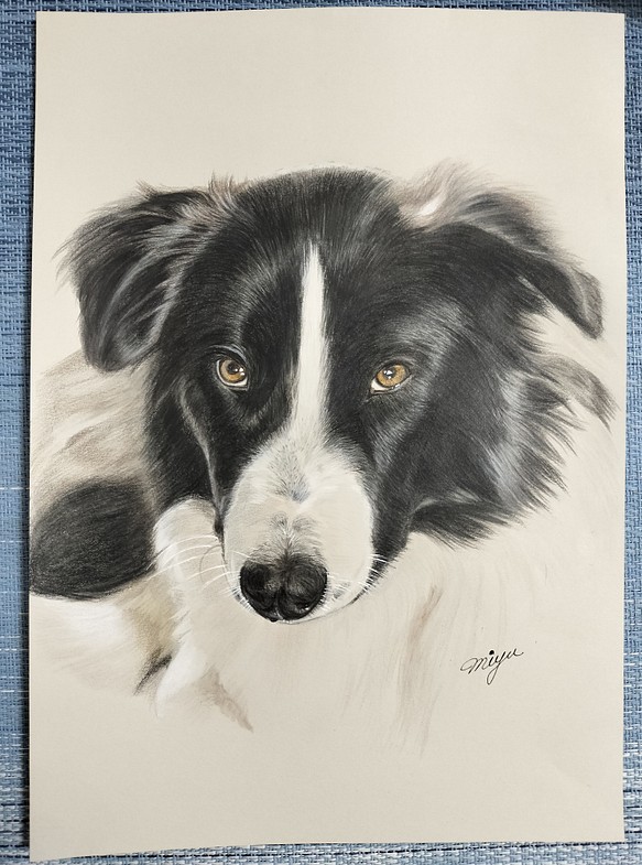 犬の絵 色鉛筆画 ボーダーコリー③ 原画 - 美術品