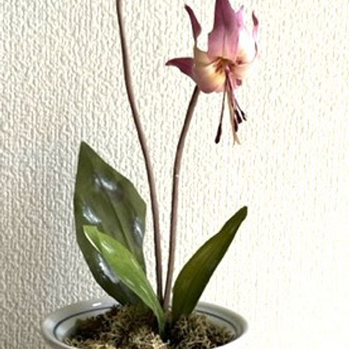 布花・染花・アートフラワー　　カタクリの花　１鉢