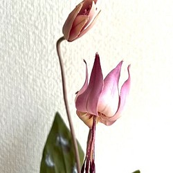 染花・布花・アートフラワー　　カタクリの花（１鉢）　　玄関・和洋の空間・お部屋のインテリアなどに… 1枚目の画像