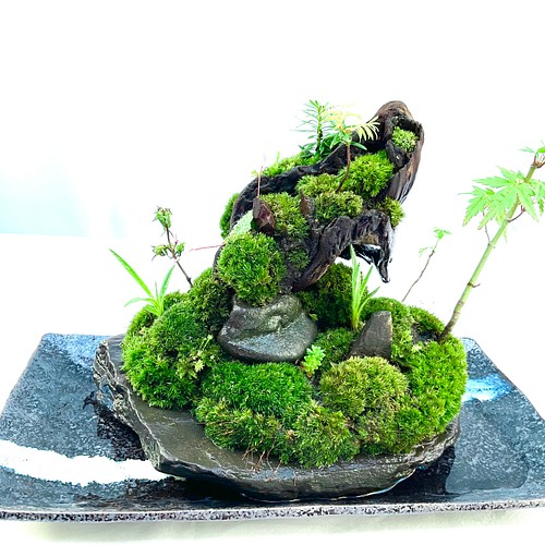 苔盆景 苔盆栽 雪洞窟 盆栽 moss loulan(楼蘭) 通販｜Creema(クリーマ)