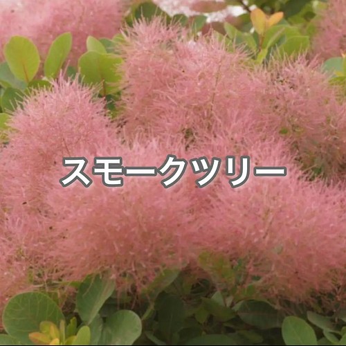 スモークツリー 大苗 雌株 花付き ふわふわ 苗 ピンク 紫 希少 レア 多肉植物 ナチュラルガーデン 通販｜Creema(クリーマ) 15943181