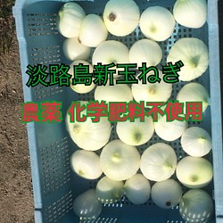 農薬化学肥料不使用】淡路島新玉ねぎ5kg/固定種/訳あり 野菜 淡路島