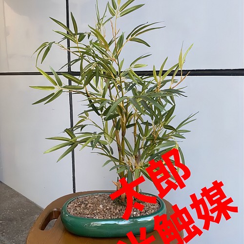 再×14入荷 光触媒 人工観葉植物 ウォールグリーン フェイクグリーン 光