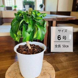 エレガント♫ オーガスタ 観葉植物 室内 高さ120㎝ ボリューム