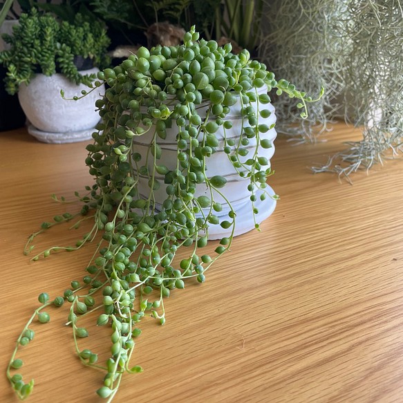 送料無料　グリーンネックレス　多肉植物　鉢付き　そのまま飾れる　デスクの上　テーブルの上 1枚目の画像