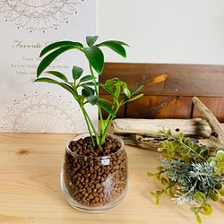 【可愛い】癒しプランツ　シェフレラ　ラウンドミニグラス　ハイドロカルチャー 　観葉植物　インテリア 1枚目の画像