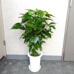 【現品】コーヒーの木【ブルーマウンテン】　珍しい人気観葉植物　高さ88◎　ボリュウーム◎　7号【送料無料・一部地域除く】