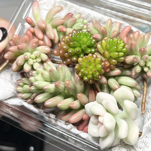 SOLD オーロラ レッドベリー だるま秋麗錦 カット苗 多肉植物 〜Green