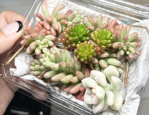 SOLD オーロラ レッドベリー だるま秋麗錦 カット苗 多肉植物 〜Green