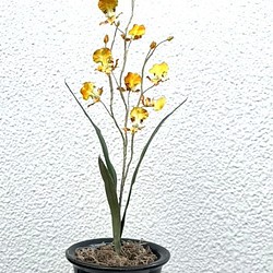 染花・布花・アートフラワー　　洋ラン　オンシジュウムの花（１鉢）　　玄関・和洋の空間・お部屋のインテリアなどに。 1枚目の画像