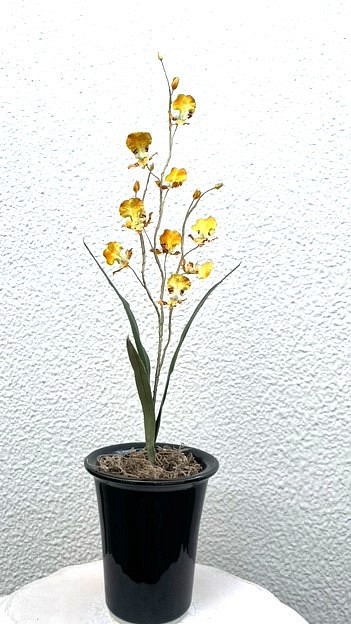 染花・布花・アートフラワー　　洋ラン　オンシジュウムの花（１鉢）　　玄関・和洋の空間・お部屋のインテリアなどに。 1枚目の画像