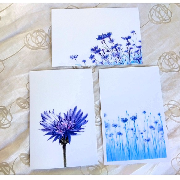 青紫の矢車菊（コーンフラワー）イラストのポストカード３枚セット　 1枚目の画像