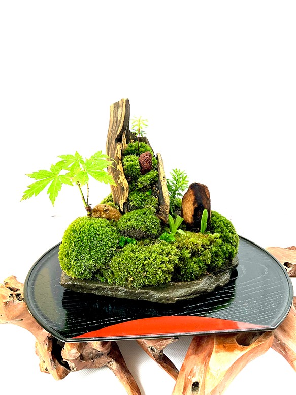 苔盆景 苔盆栽 苔 武陵山 盆栽 moss loulan(楼蘭) 通販｜Creema(クリーマ)