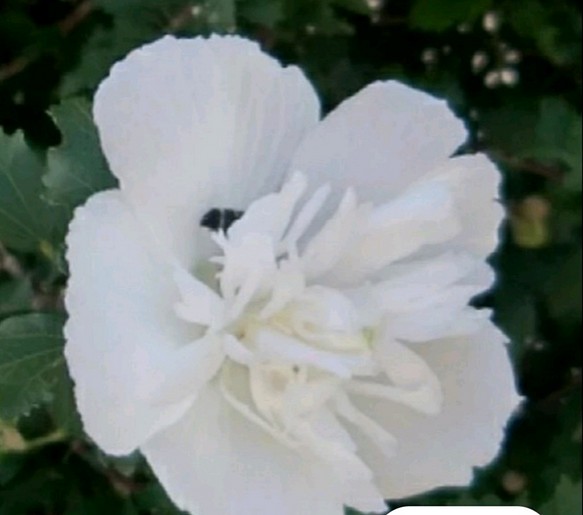 朝に開花し夜には生涯を終える 儚い1日花 【純白の槿】は風炉の季の茶花として珍重 15～20cm今期ラスト 1枚目の画像