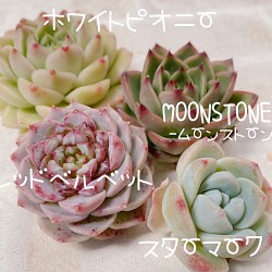 送料無料♡♡ 多肉植物 エケベリア 韓国苗 4点セット♡♡ 多肉植物 mirei-succulent 通販｜Creema(クリーマ) 16003923