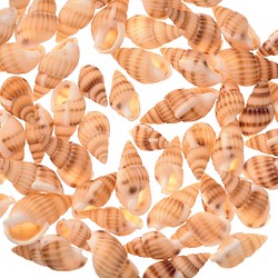 シェルパーツ 貝殻 12～15ｍｍ ミックス 100個 巻貝 アクセサリー 手芸 レジン パーツ BD3129 1枚目の画像