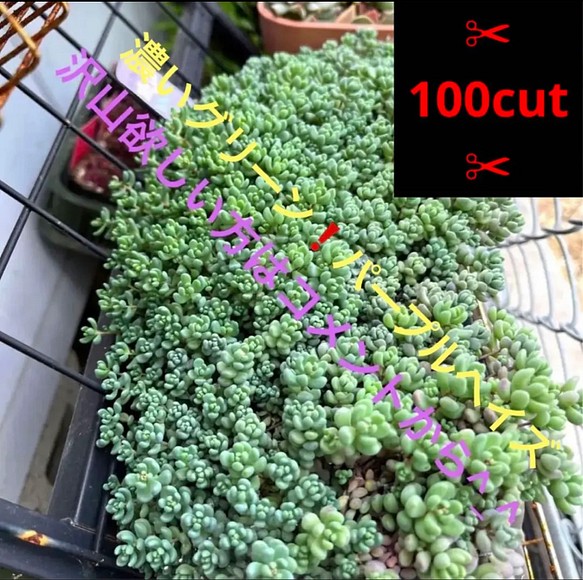 濃いグリーン❗️パープルヘイズ✂︎100cut✂︎】 多肉植物 BOTANICAL