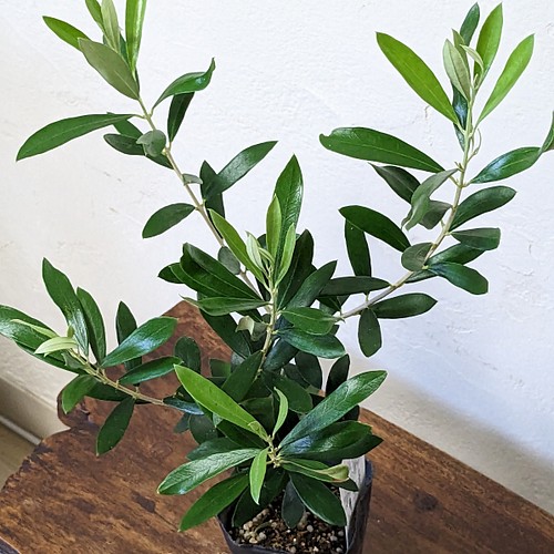 オリーブの木 アルベキナ - 観葉植物