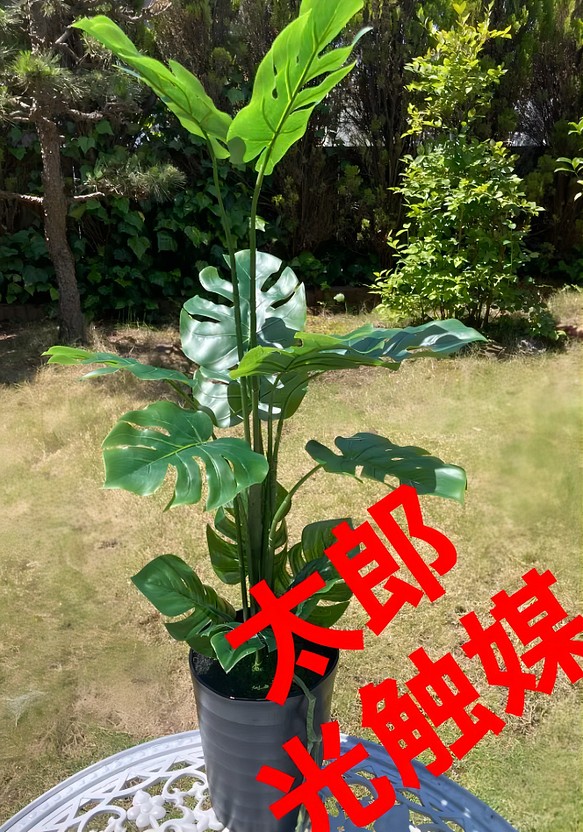 ロストラータ ダブルヘッド - 植物/観葉植物