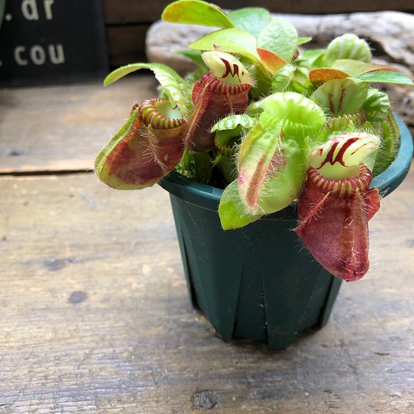 ブラウン×ピンク Cephalotus follicularis セファロタス 食虫植物