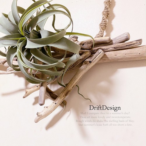 Drift Design〜 流木と大型キセロ造花の壁掛けデザインディスプレイ